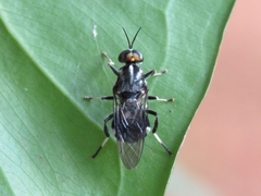 Clitellariinae