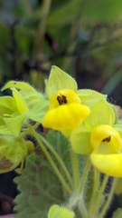 Calceolaria perfoliata