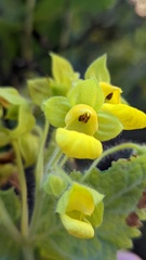 Calceolaria perfoliata