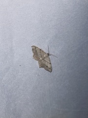 Macaria aequiferaria