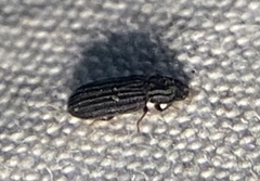 Colydiinae