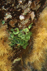 Dictyosphaeria sericea