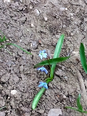 Scilla siberica