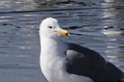 Larus californicus