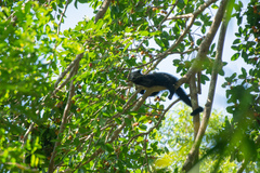 Arctictis binturong
