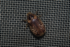 Carlschoenherria argus
