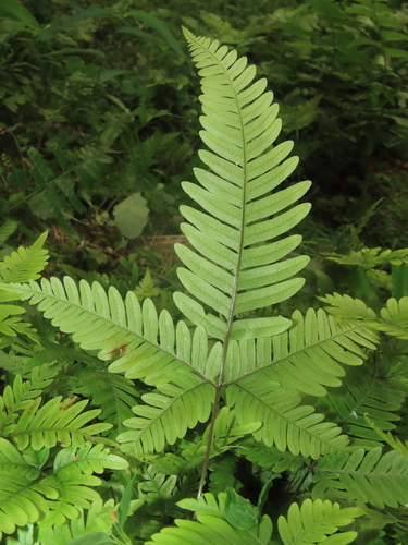 Image of Pteris fauriei by (c) chiuluan, some rights reserved (CC BY)