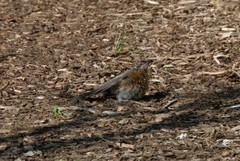 Turdus migratorius