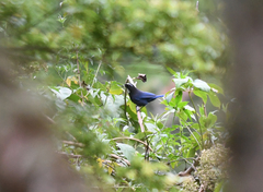 Cyanolyca argentigula