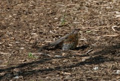 Turdus migratorius