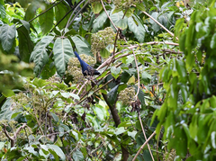 Cyanolyca argentigula