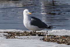 Larus californicus