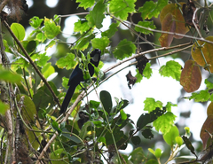 Cyanolyca argentigula