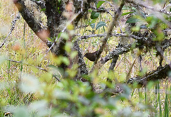 Spodiornis rusticus