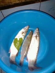 Osteochilus vittatus