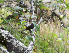 Spodiornis rusticus