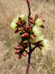 Eucalyptus desmondensis