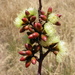 Eucalyptus desmondensis - Photo (c) Dean Nicolle, algunos derechos reservados (CC BY-NC), subido por Dean Nicolle