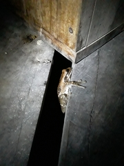 Trachycephalus vermiculatus