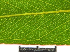 Eucalyptus desmondensis