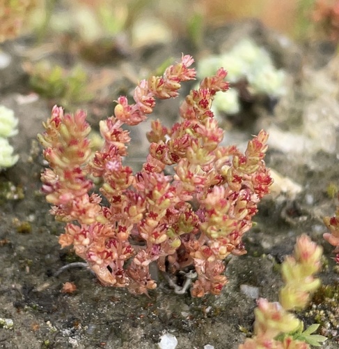 Crassula connata