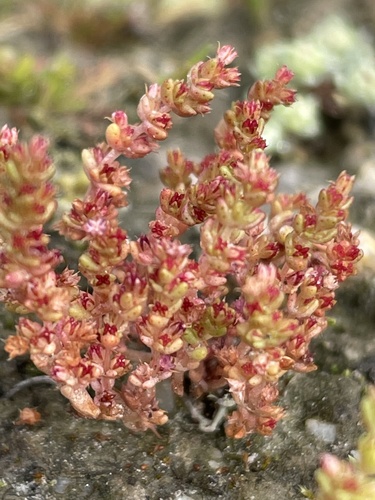 Crassula connata