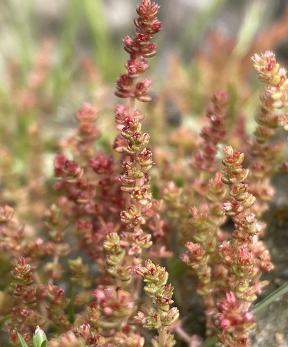 Crassula connata