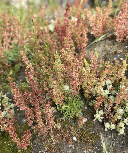 Crassula connata