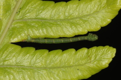 Eupithecia orichloris