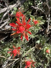 Castilleja martini