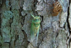 Neotibicen canicularis