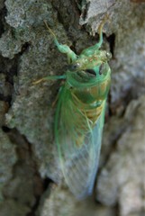 Neotibicen canicularis