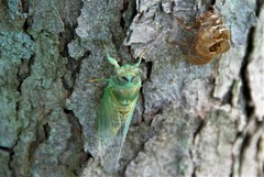 Neotibicen canicularis