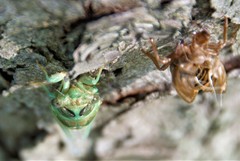 Neotibicen canicularis