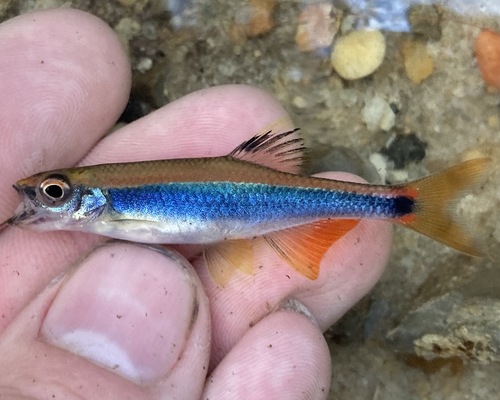 Sailfin shiner (Pteronotropis hypselopterus) — Cyprinidae