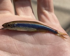 Pteronotropis hypselopterus