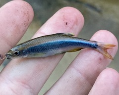 Pteronotropis hypselopterus