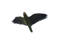 Amazona viridigenalis