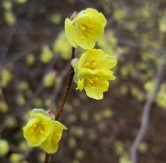 Corylopsis