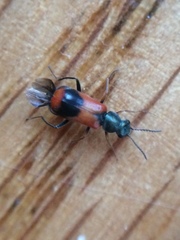 Anthocomus equestris