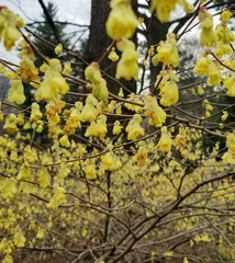 Corylopsis