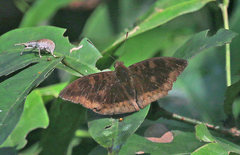 Euthalia monina