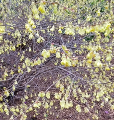 Corylopsis