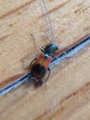 Anthocomus equestris