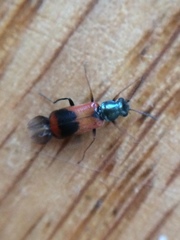 Anthocomus equestris