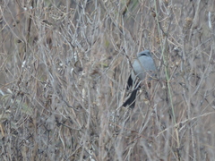 Spizella atrogularis