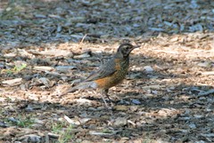 Turdus migratorius
