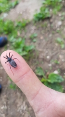 Rhynocoris annulatus