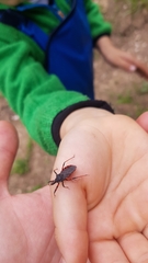 Rhynocoris annulatus