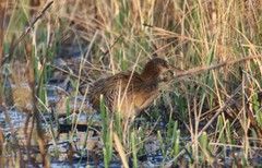 Rallus